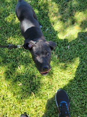 BlackDog enjoying a freshly mowed lawn.