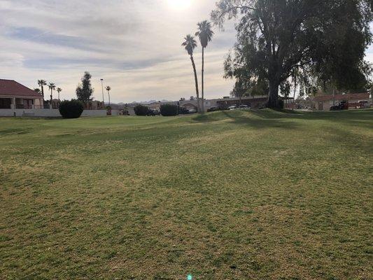 18th green on left side of tree