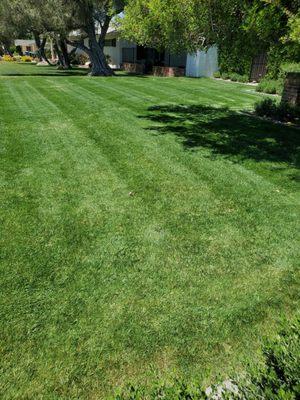 Installation of artificial grass in Phoeniz az