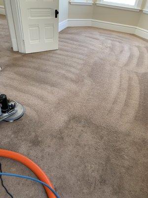 Cleaner carpets gold standard