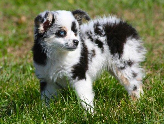 Quality Toy and Miniature Australian Shepherds