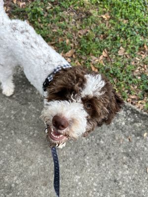 Adorable Lagotto Romagnolo enjoying her daily walk!