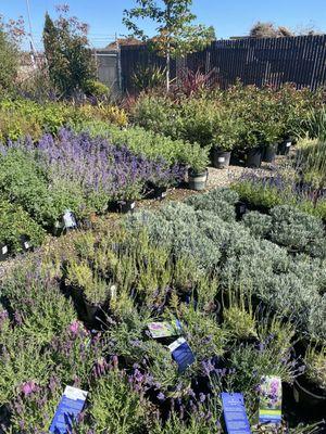 Lavender and other perennials