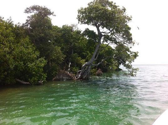 #EcoTours #FloridaKeys #Mangroves #Wildlife #AudubonTours #KeyWest #Paradise #DayTrips #RidlaToo #RidlaCharters