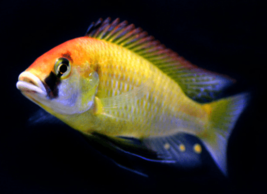 Astatotilapia Calliptera