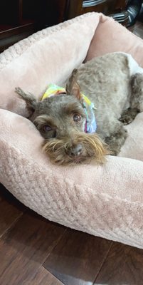 Millie relaxing after getting her beautiful haircut.