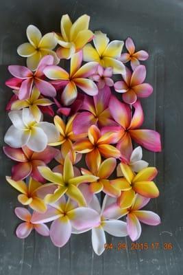 Clarence Nishikata Hawaii Plumeria Nursery