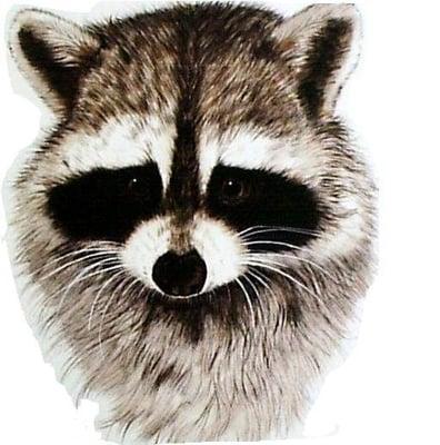 Naples Raccoon