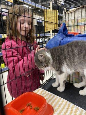 We always come say hi to the visiting Humane Society animals whenever we're near Feeders Supply.