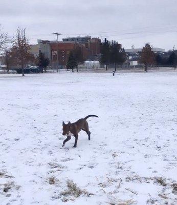 Centennial Park Dog Park