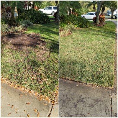 Sod Installation, St Augustine. Before and after.