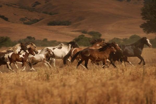 Return To Freedom American Wild Horse Sanctuary