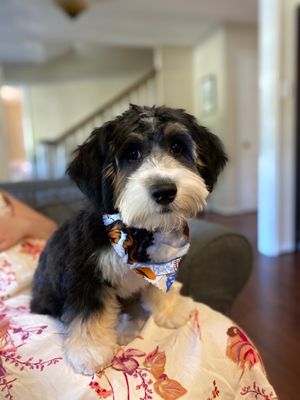 Sweet, happy, well-groomed pup.