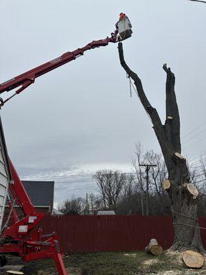 Tree Removal