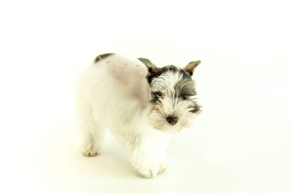 Miniature Schnauzer