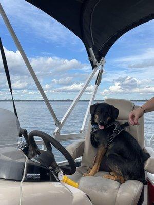 The other pup getting behind the wheel