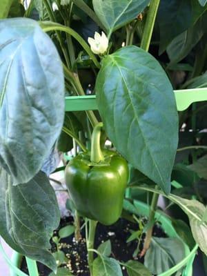 Healthy bell pepper plant - ready for your garden!