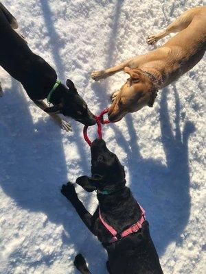 Tug of war!