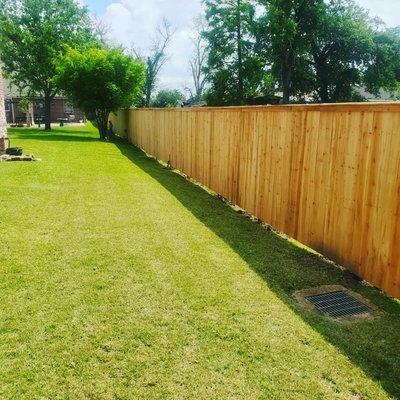 Cedar fence