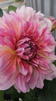 7/26/2024 - Gorgeous dinner plate dahlias at the front entrance. I wanted to take them all home with me!