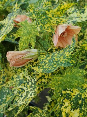 Abutilon 'Thompsonii'