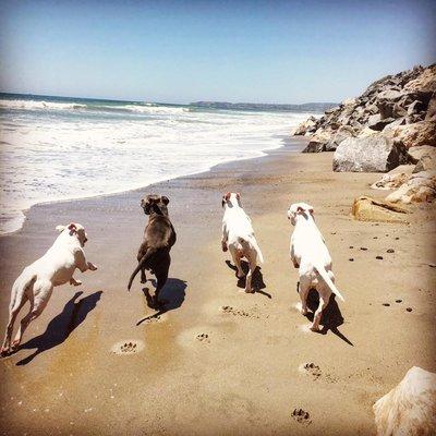 Beach Dogs!!