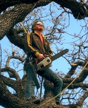 Tree trimming and cutting technician at work