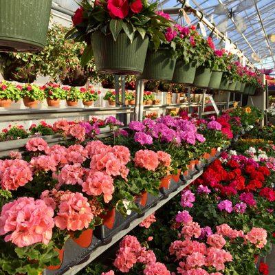 Bergen's Greenhouses