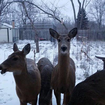 I have been getting corn and soybeans for my deer from Jim Rossi for years and sent many people to their farm for products.