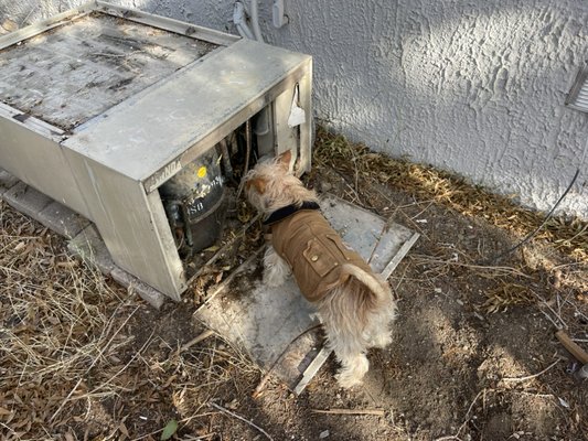 Paisley inspecting the air conditioning system