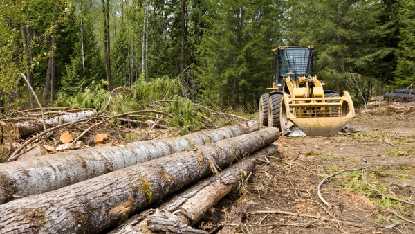 Land Clearing