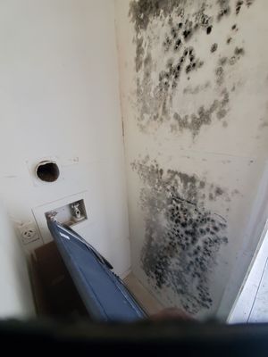 Mold growth