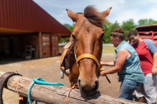 Red Barn Pony Park