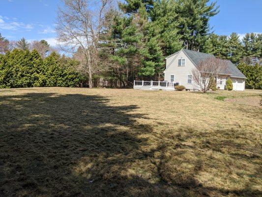 Dethatched with Sunjoe (electric powered). Notice all the dead grass!!