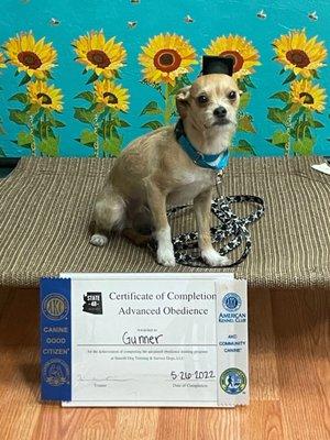 Advanced obedience training certificate!