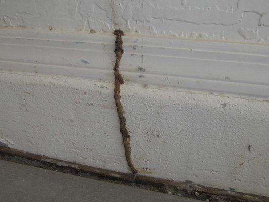 Termite Tube