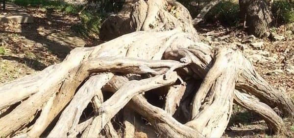 Twisty root tree makes great photo ops