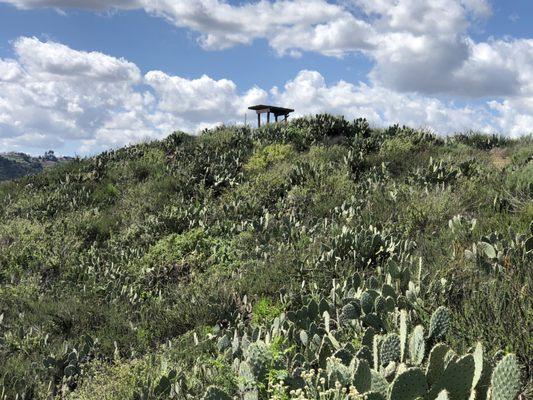 Endless cactus on trail