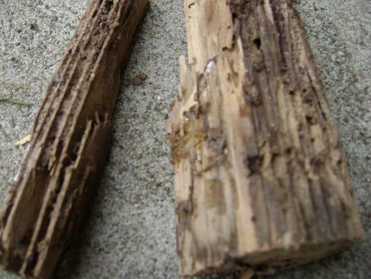 Termite infested wood.