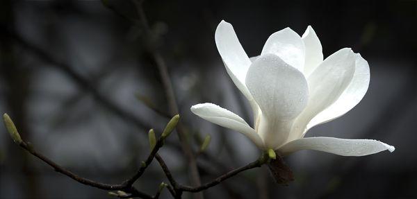 Spiritual Magnolia