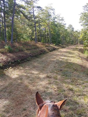 Trails are a 5 min walk on horse from our place! No trailering your horse!