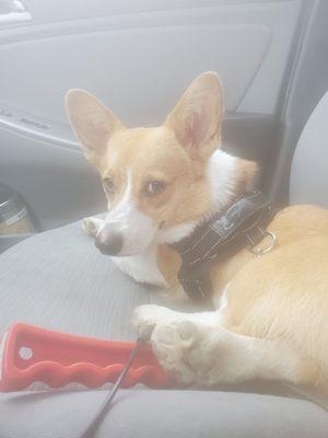 Kilo the Corgi