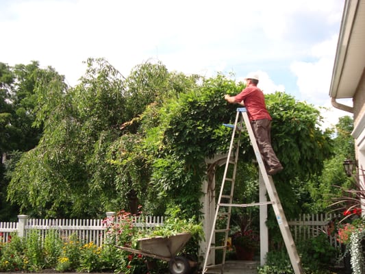 Fine Pruning for trees, shrubs, perennials and vines. Eastern Shore of Maryland