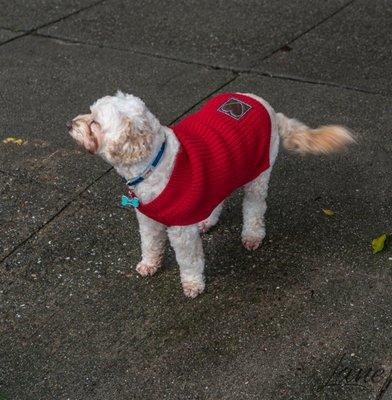 Dog In San Fran.