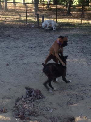 Boxers boxing!