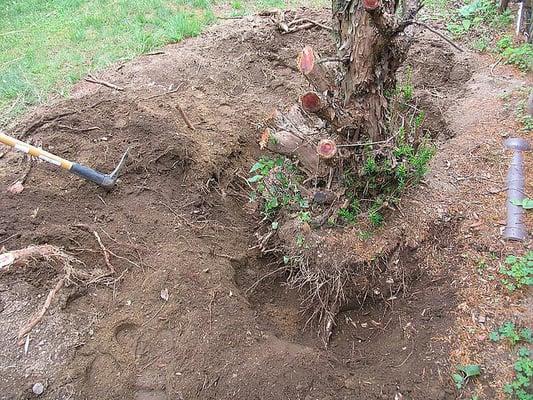 tree removal