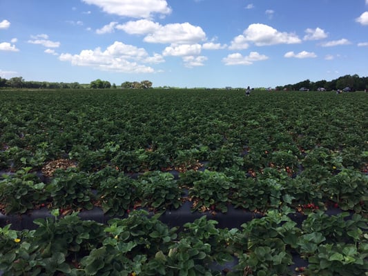 Strawberry fields