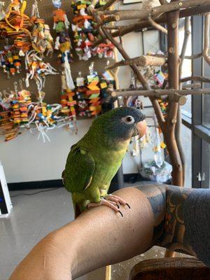 Blue crowned conure