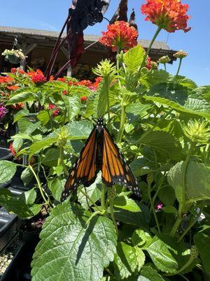 Monarch on annual lantana