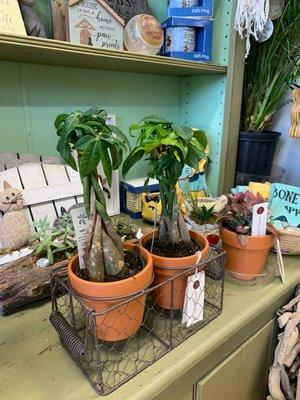 Money tree plants for good luck in wealth